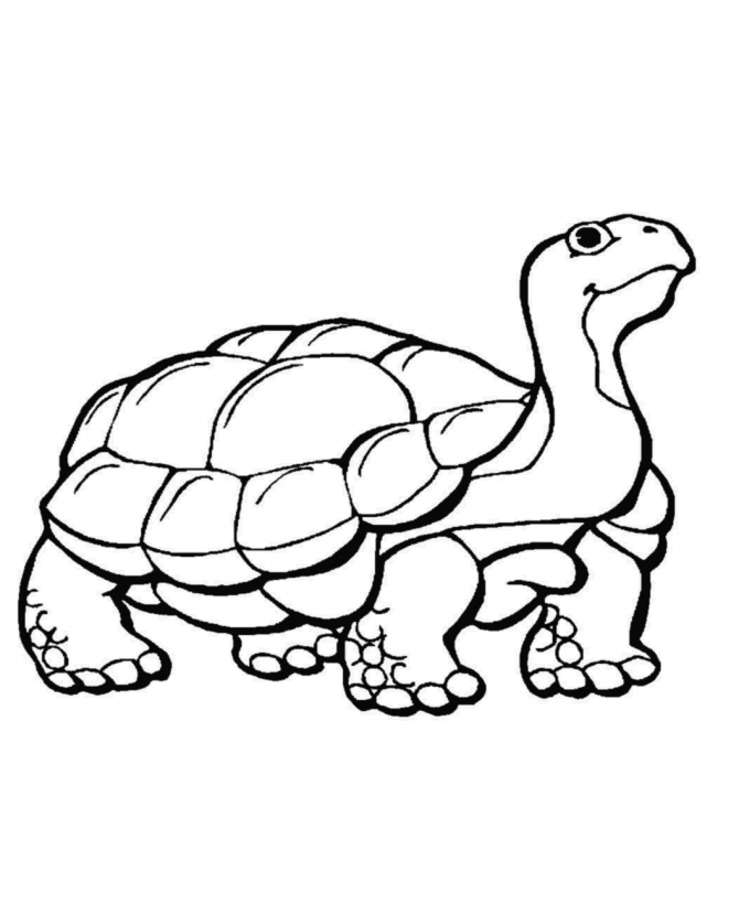 Animal Coloring Pages - Turtle